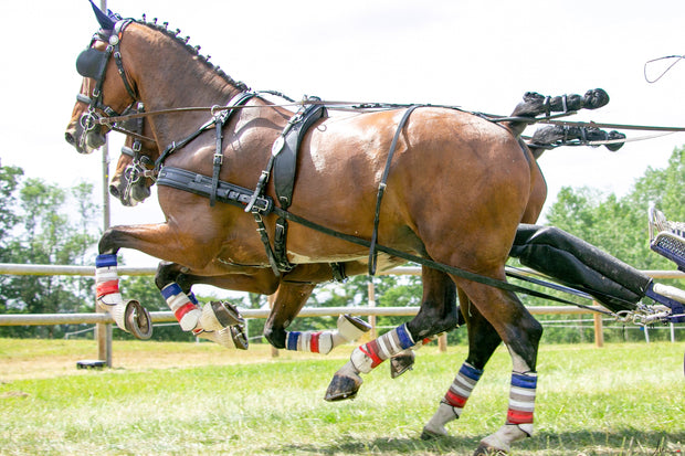 Zilco Harness for Winner Horse Teams Marathon - DVI - Driving Valkenswaard  International