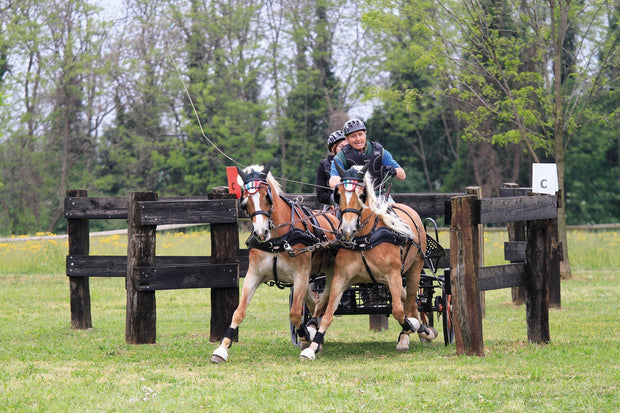 Zilco Classic Pair Horse Driving Harness, Horse Size, Black and Brown -  5644-4 - GOOD APPLE EQUINE