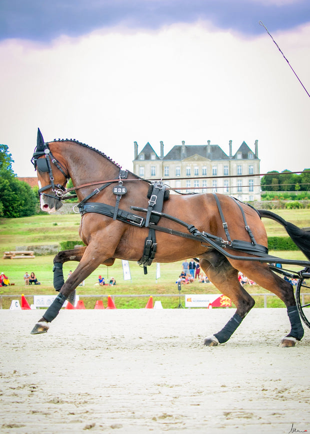 Zilco Harness for Winner Horse Teams Marathon - DVI - Driving Valkenswaard  International