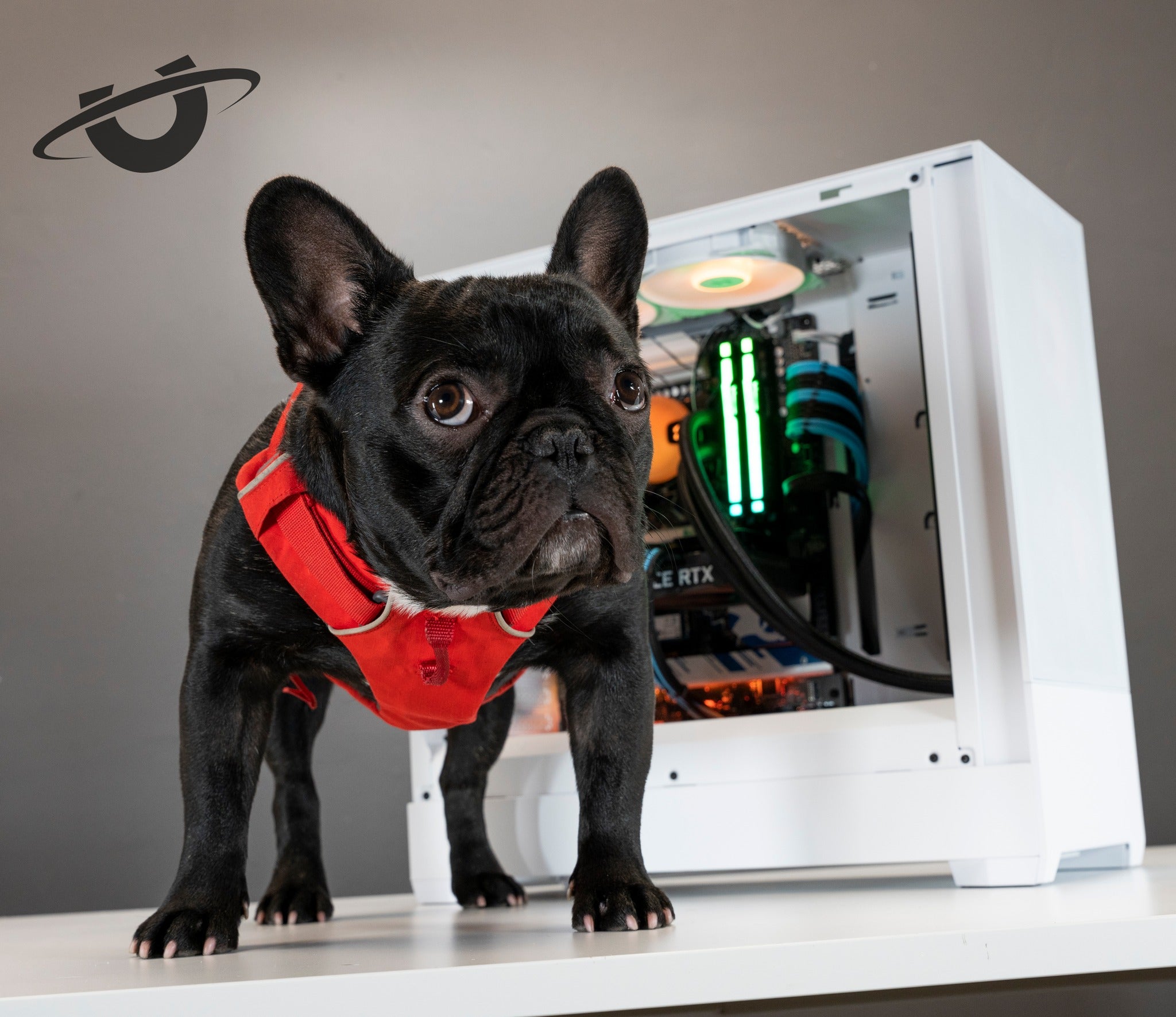 Otis the dog standing in front of his fav PC - The Utopia Pandora, small and powerful just like him
