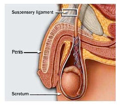 Cock cast penis pump