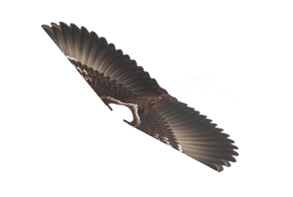 gogobird eagle wing