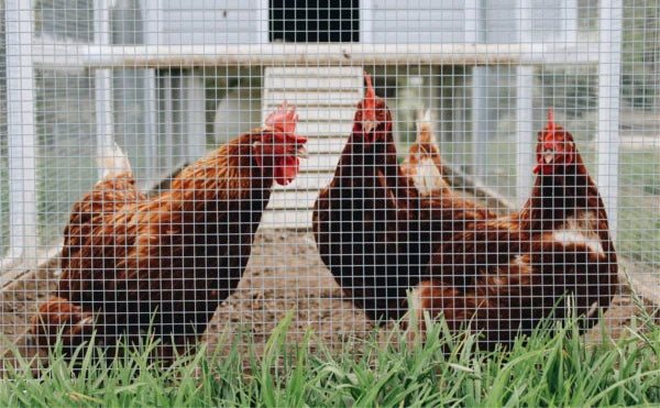 Poules en enclos poulailler