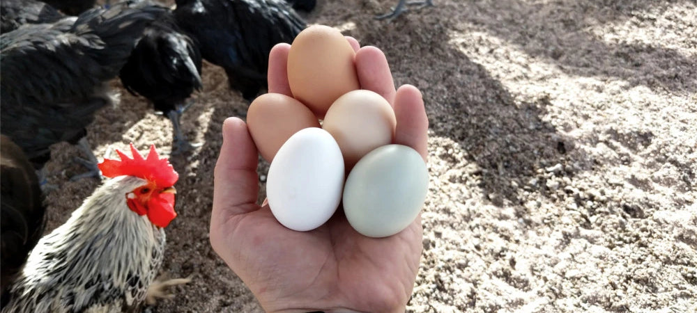 Récolte d'oeufs frais grâce à au poulailler en bois