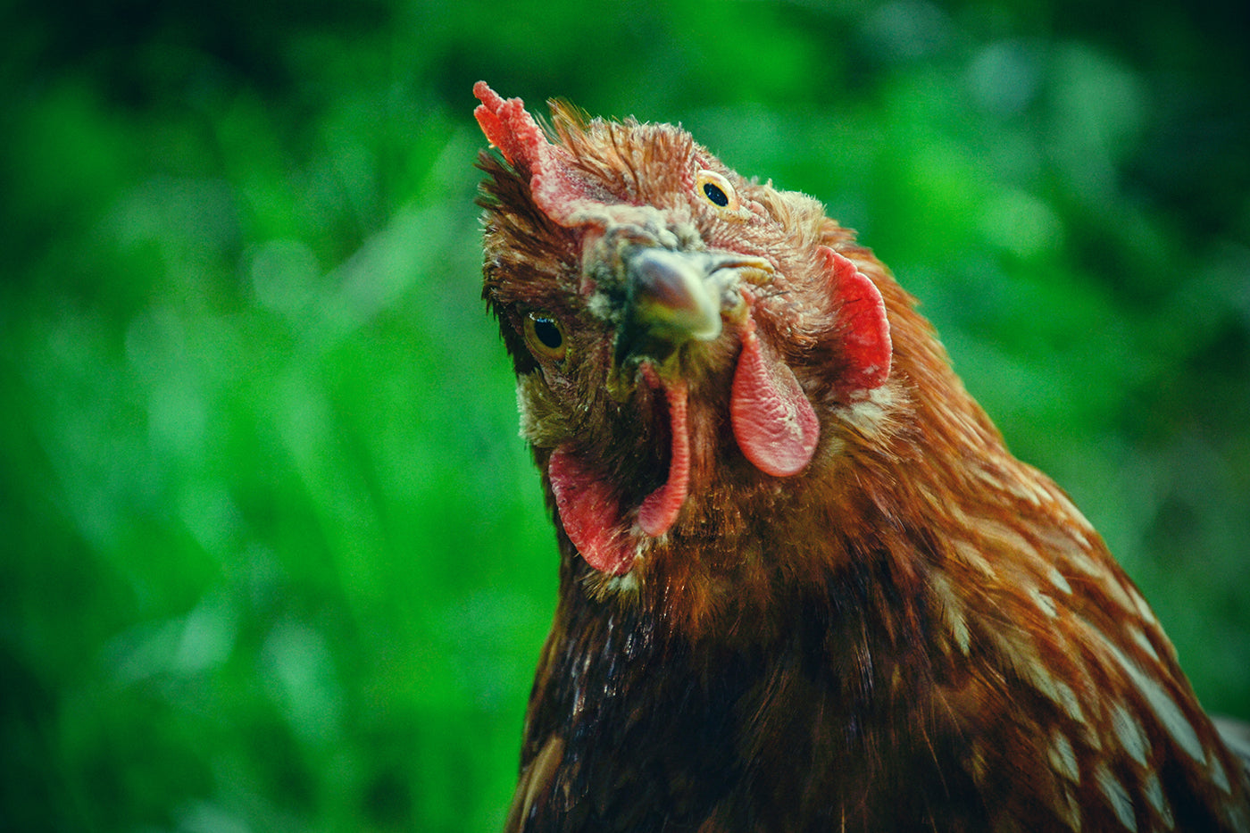 Femme-portant-poule-pondeuse