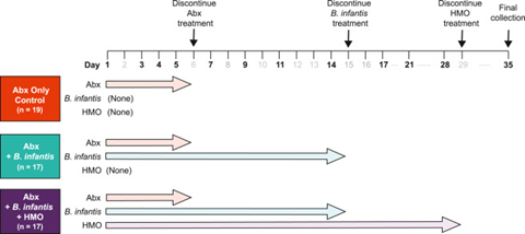 Study timeline