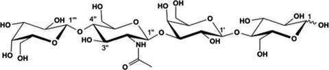 Structure of LNnT