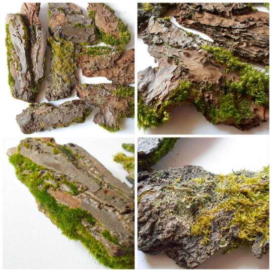 Dried lichen moss- Greenish dried tree lichen- decoration craft