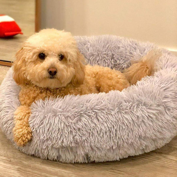 Luxury Beds and Accessories for Dogs – PupShow