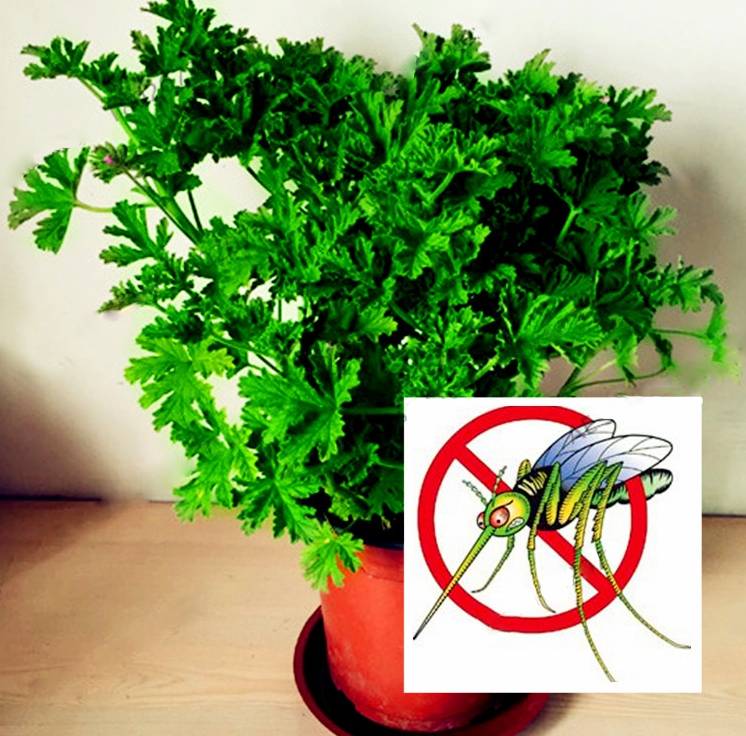 Best Plants to Repel Mosquitoes & Other Pests