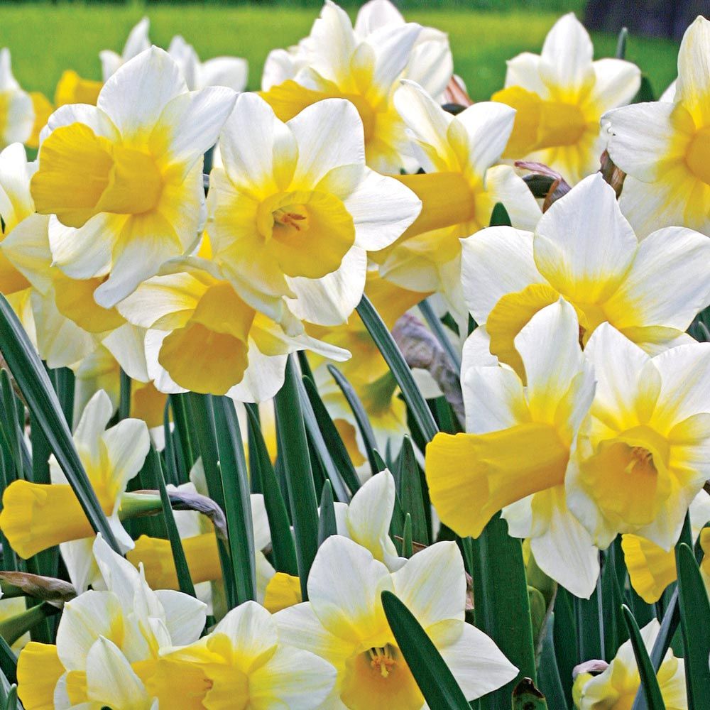 10Pcs Narcissus Flower Seeds – Passion For Plantation