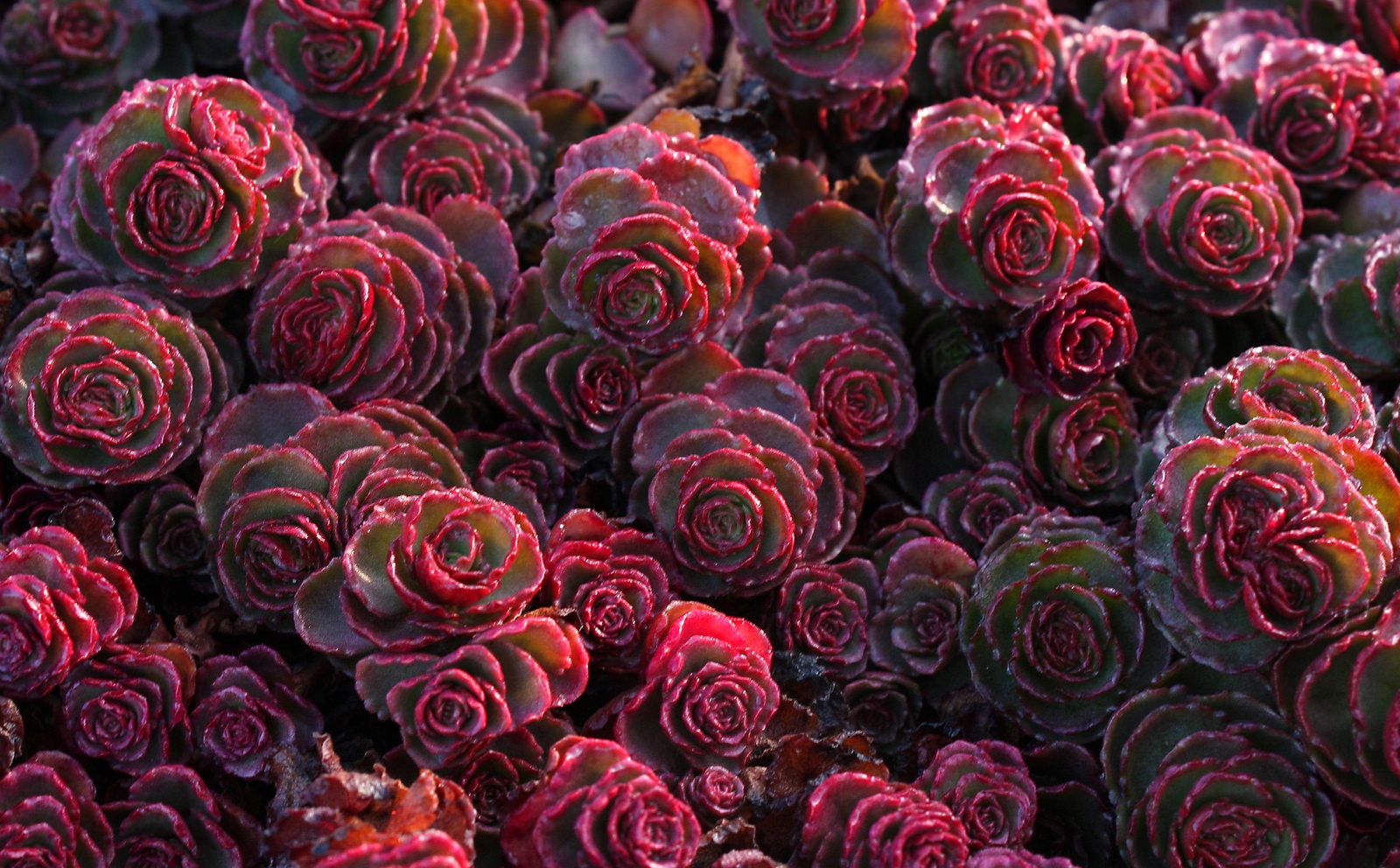 Sedum Dragons Blood Succulent Seeds Spurium Coccineum Passion For Plantation