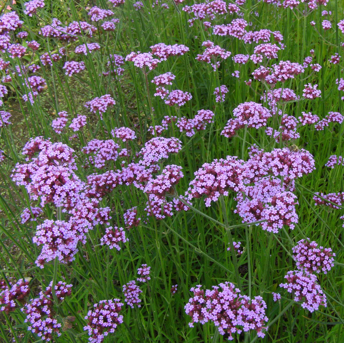 Purpletop Vervain Flower Seeds Verbena Bonariensis Passion For