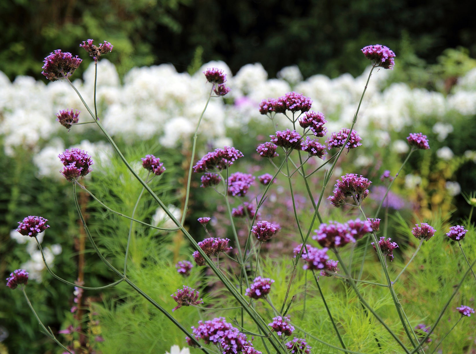 Purpletop Vervain Flower Seeds Verbena Bonariensisn Passion For