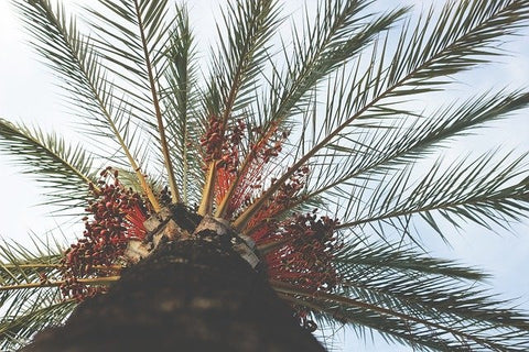 Date palm tree