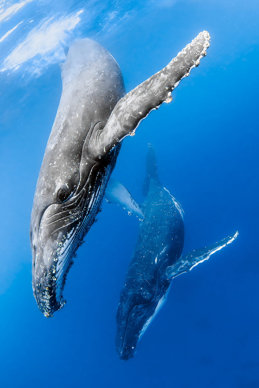 Two of a Kind - Humpback Whales - Vava&#39;u, Tonga - Underwater Photography by  Nadia Aly – Nadia Aly Photography
