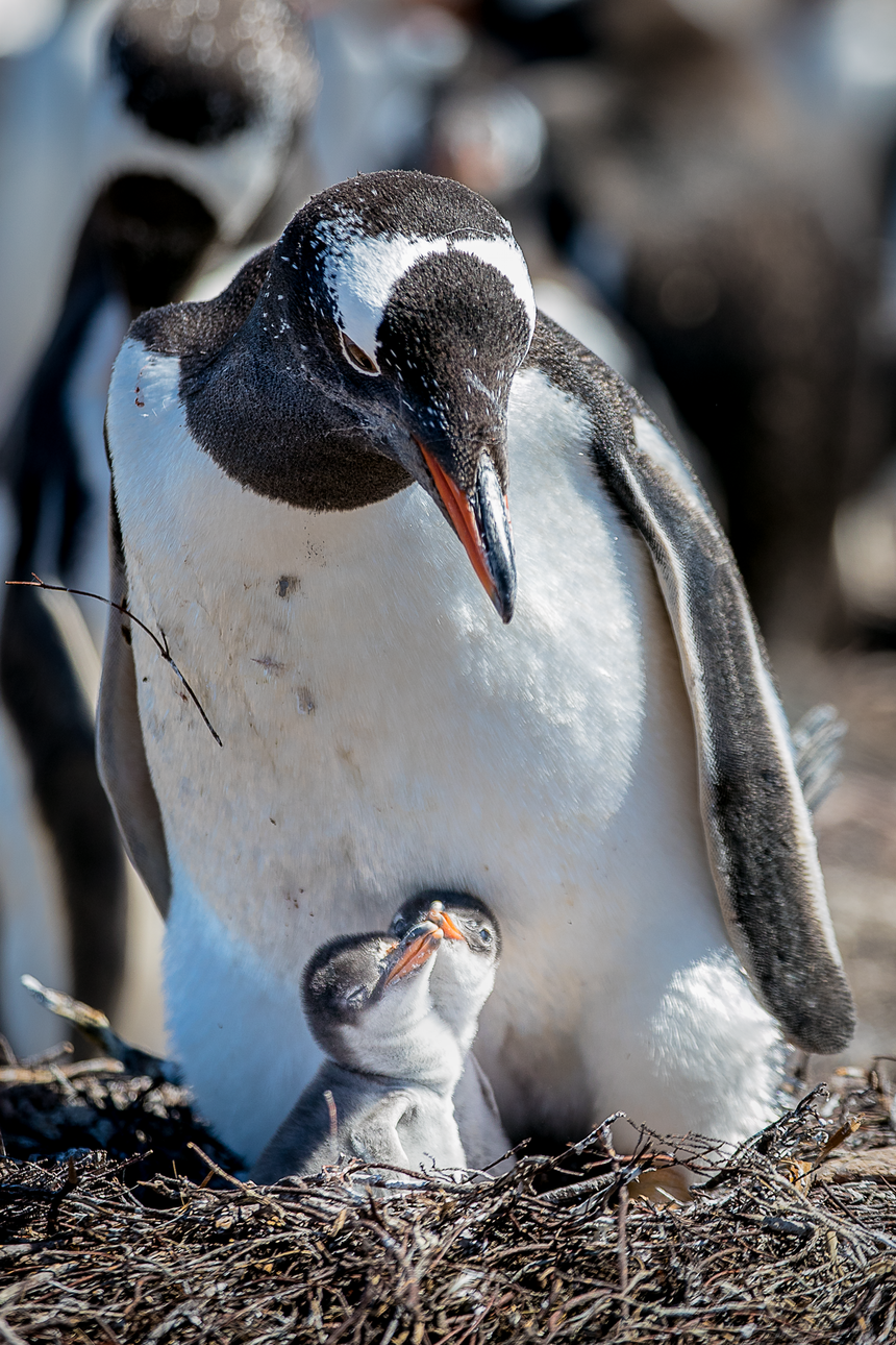 penguin bird nest