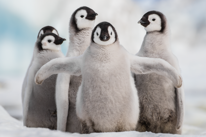 I Don't Think So! - Emperor Penguin Chick - Snow Hill, Antarctica