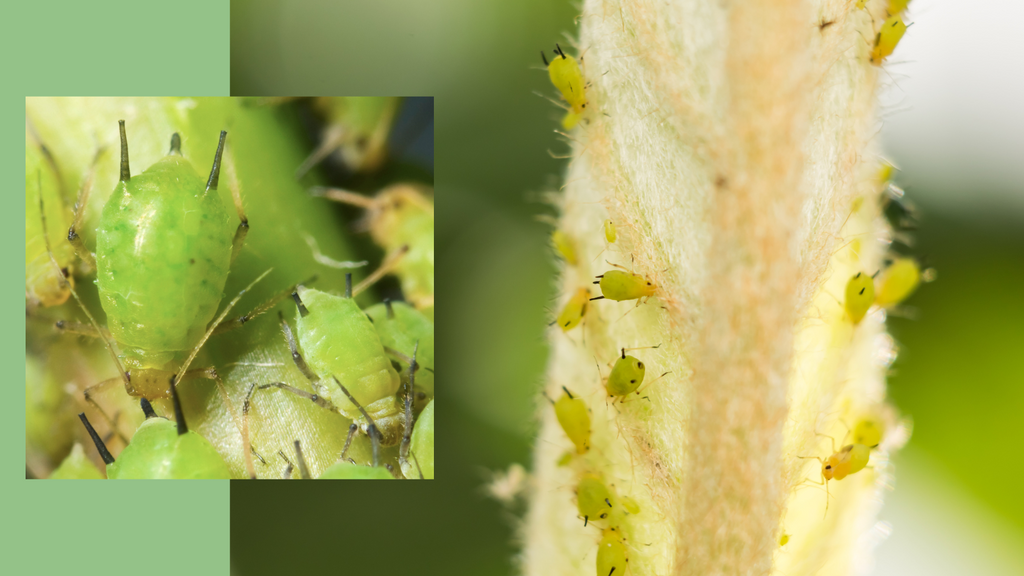 Aphid close up, and aphids on a plant.