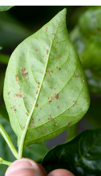 Aphids on leaf