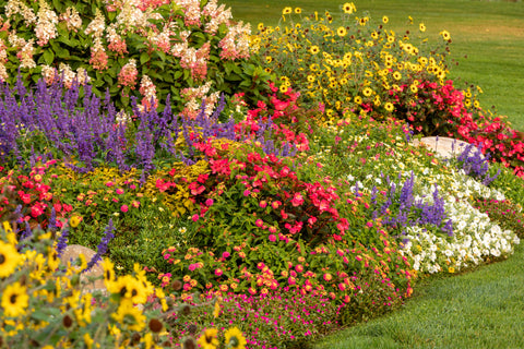 How to Pick the Perfect Plant for Your Garden – Proven Winners Direct