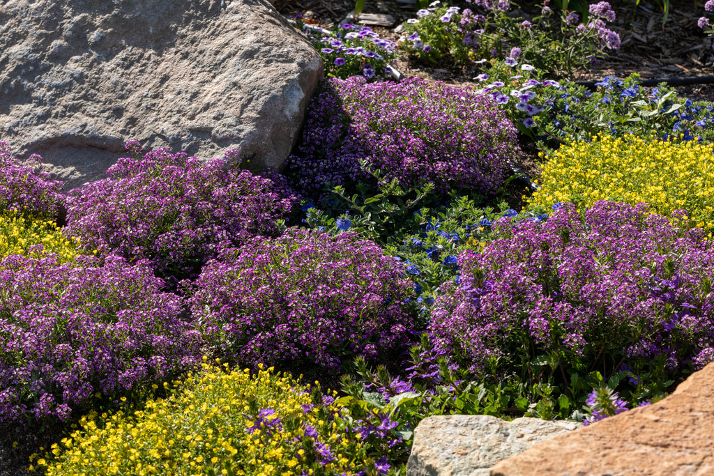 Garden with perennial flowers