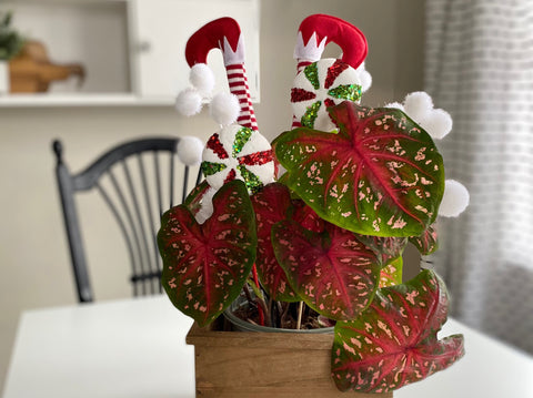 Caladium decorated with candy canes. 