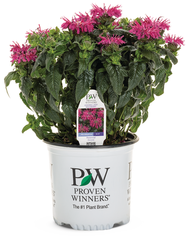 Proven Winners® 'Leading Lady Razzberry' Bee Balm (Monarda)