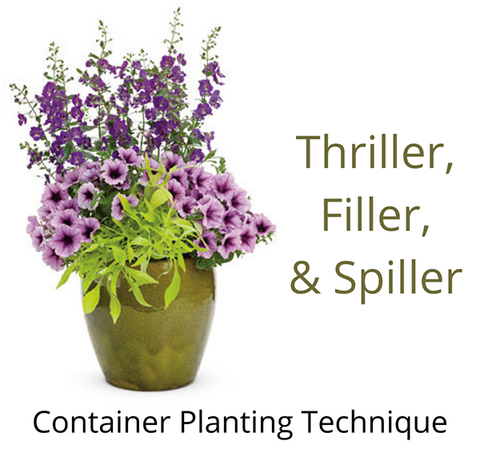 The Secret to Great Garden Containers: Thrillers, Fillers, and Spillers -  FineGardening