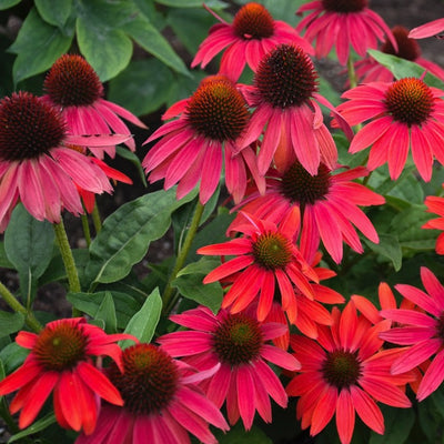 Color Coded® 'The Fuchsia is Bright' Coneflower (Echinacea) – Proven  Winners Direct