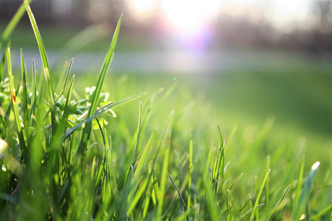 Sunny field of grass