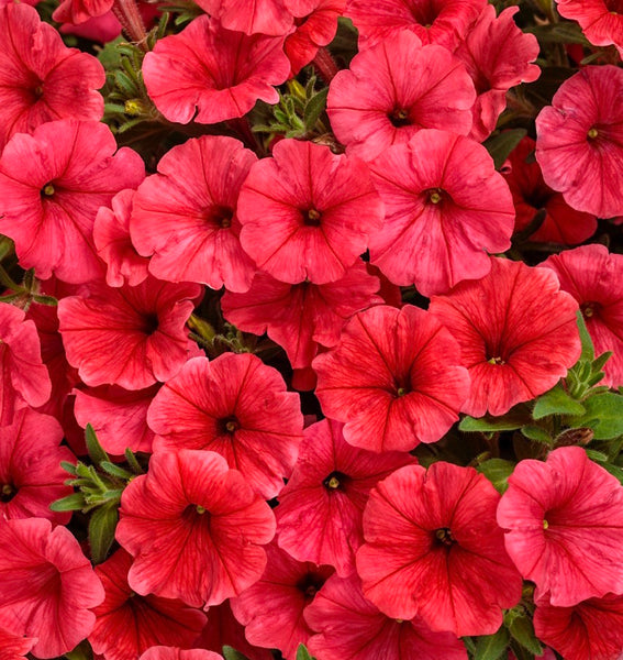 Supertunia Mini Vista® Scarlet