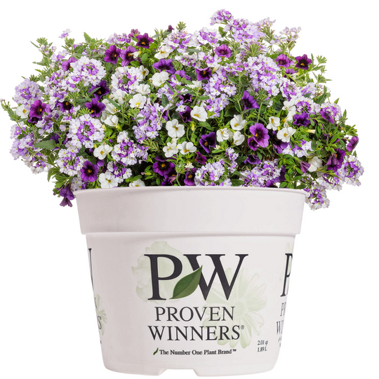 Cat's Pajamas' Catmint  Buy Proven Winners Plants Online – Proven