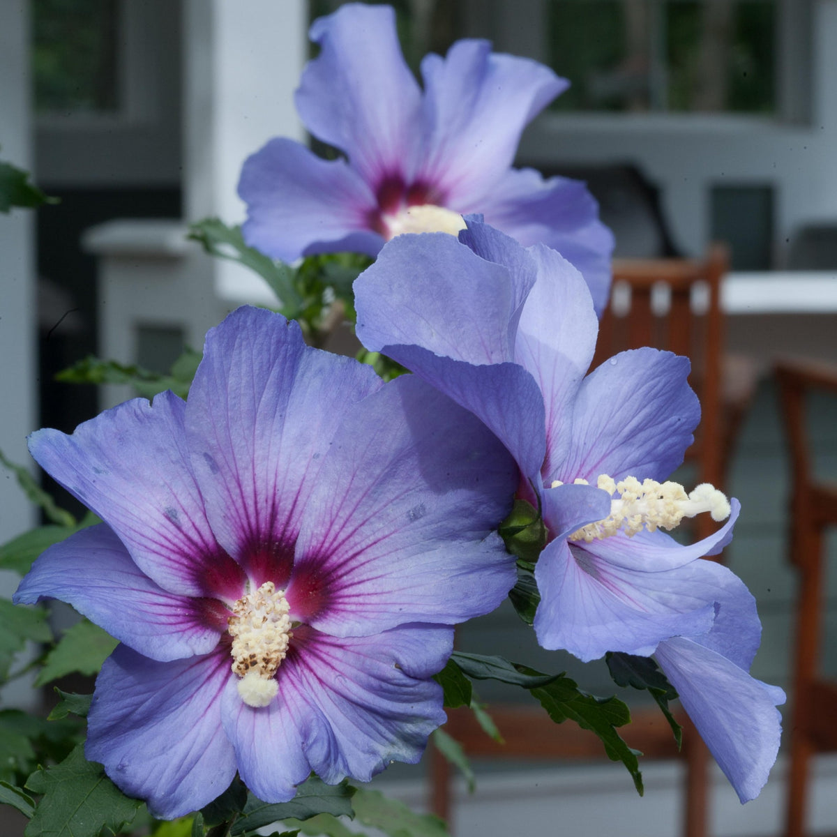 Proven Winners® Shrub Plants|Hibiscus - Azurri Blue Satin Rose of ...