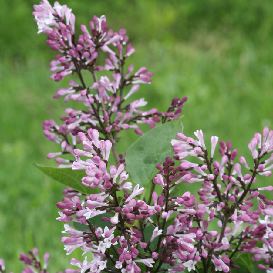 Proven Winners Lilac Shrubs Proven Winners Direct