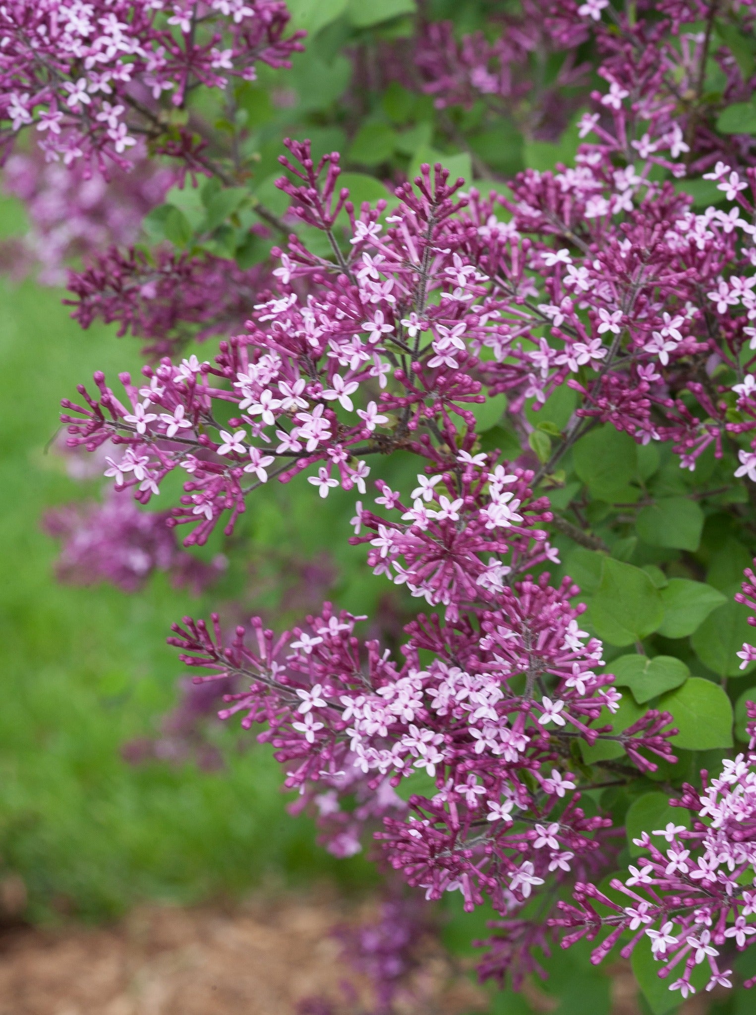 Shrub Plants|Syringa - Bloomerang Dark Purple Reblooming ...