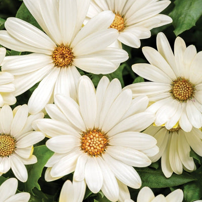 Vibrant Argyranthemum: Dazzling Daisies for Pollinator Gardens