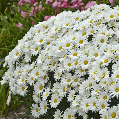 Leucanthemum AMAZING DAISIES® 'Marshmallow' - Garden Crossings