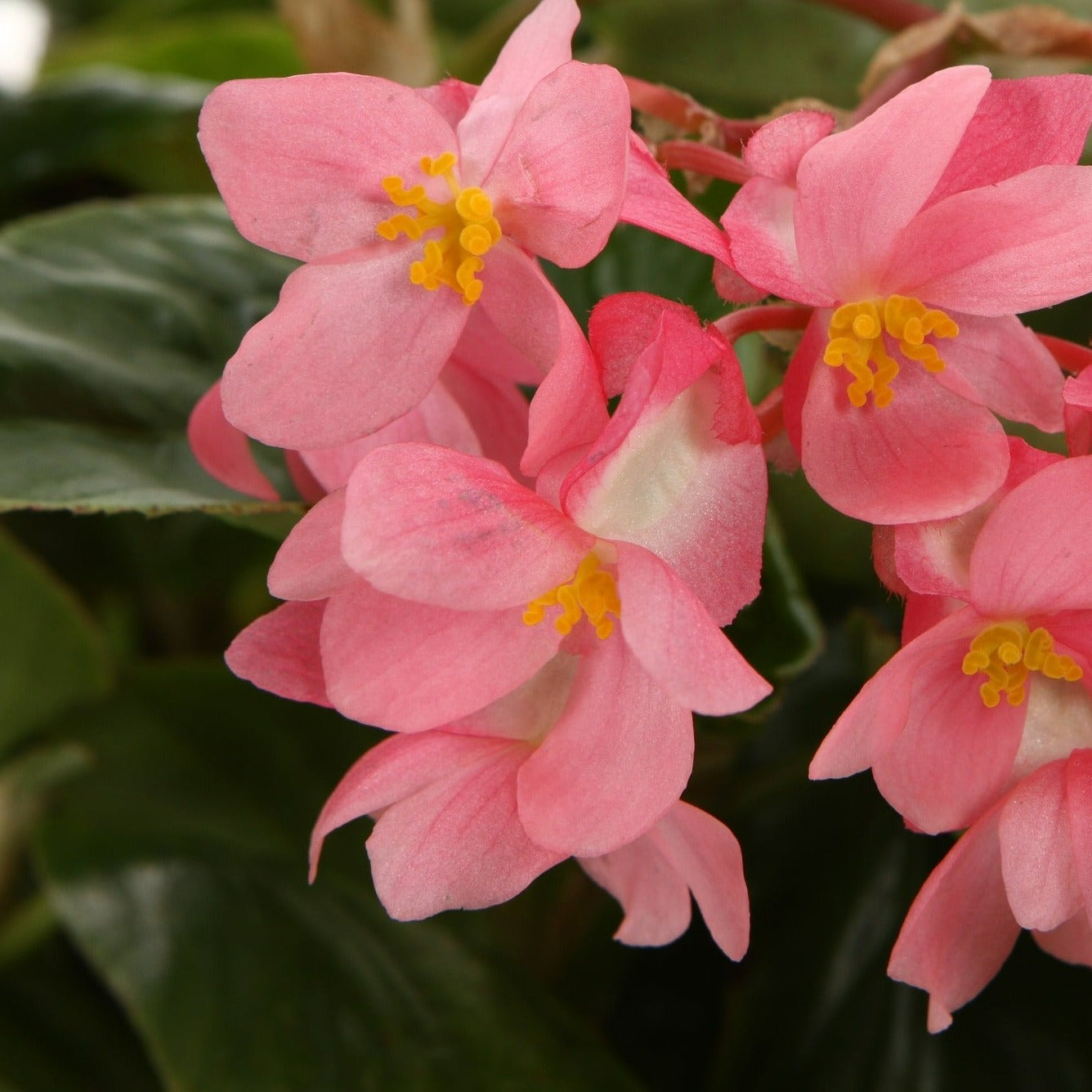 Proven Winners® Annual Plants|Angelwing Begonia - Dragon Wing Pink – Proven  Winners Direct
