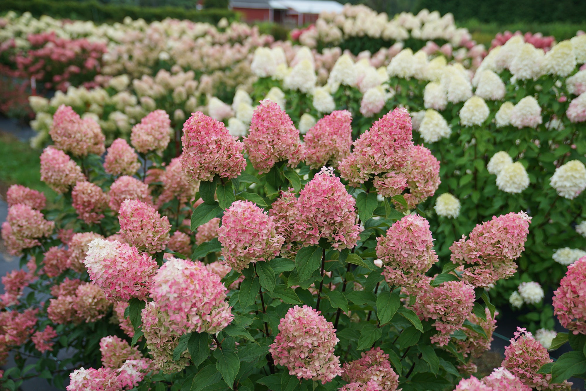 hydrangea quick quotes chalk