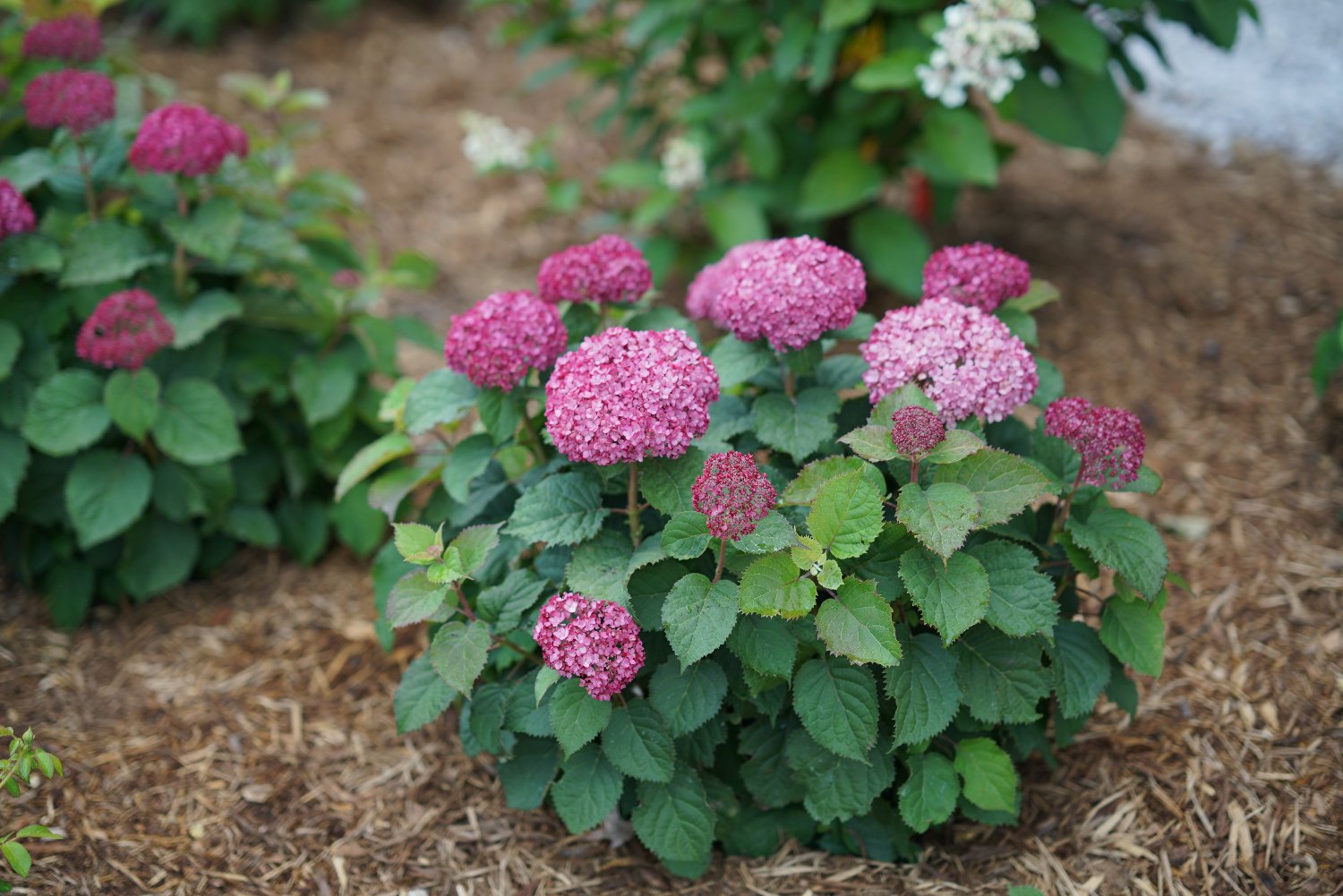 Hydrangea arborescens bellaragazza Mauvette