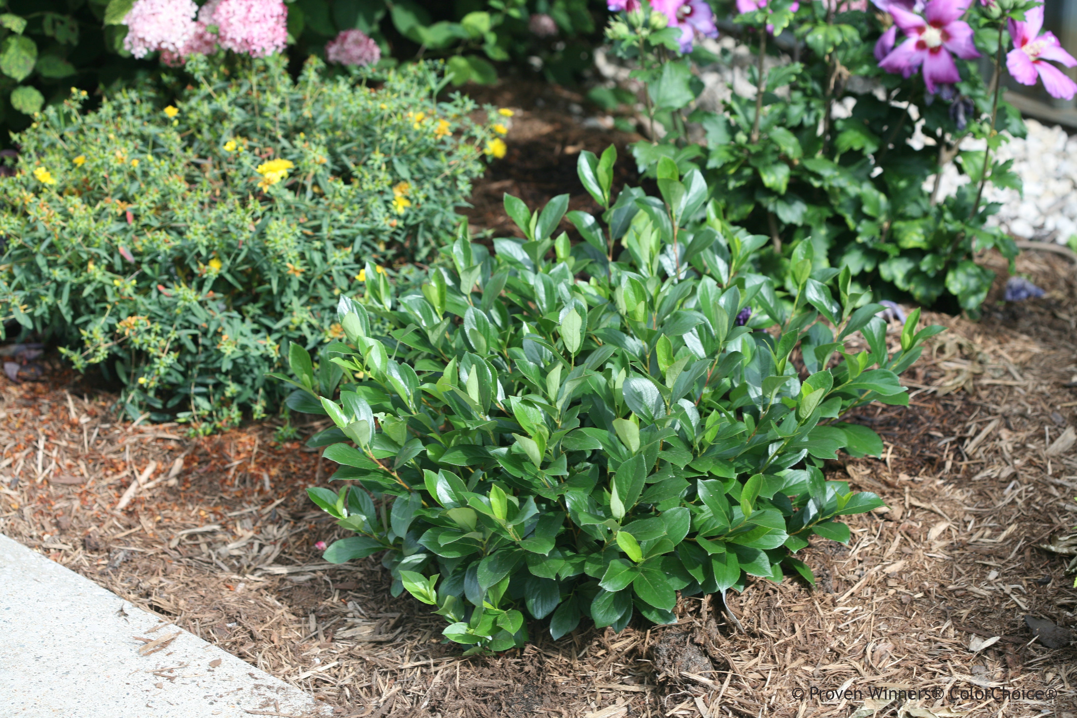 Proven Winners® Shrub Plants|Aronia - Low Scape Mound - Proven Winners Direct