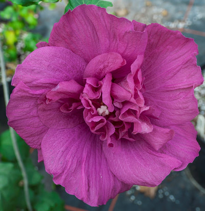 Buy Blue Satin Rose of Sharon, FREE SHIPPING