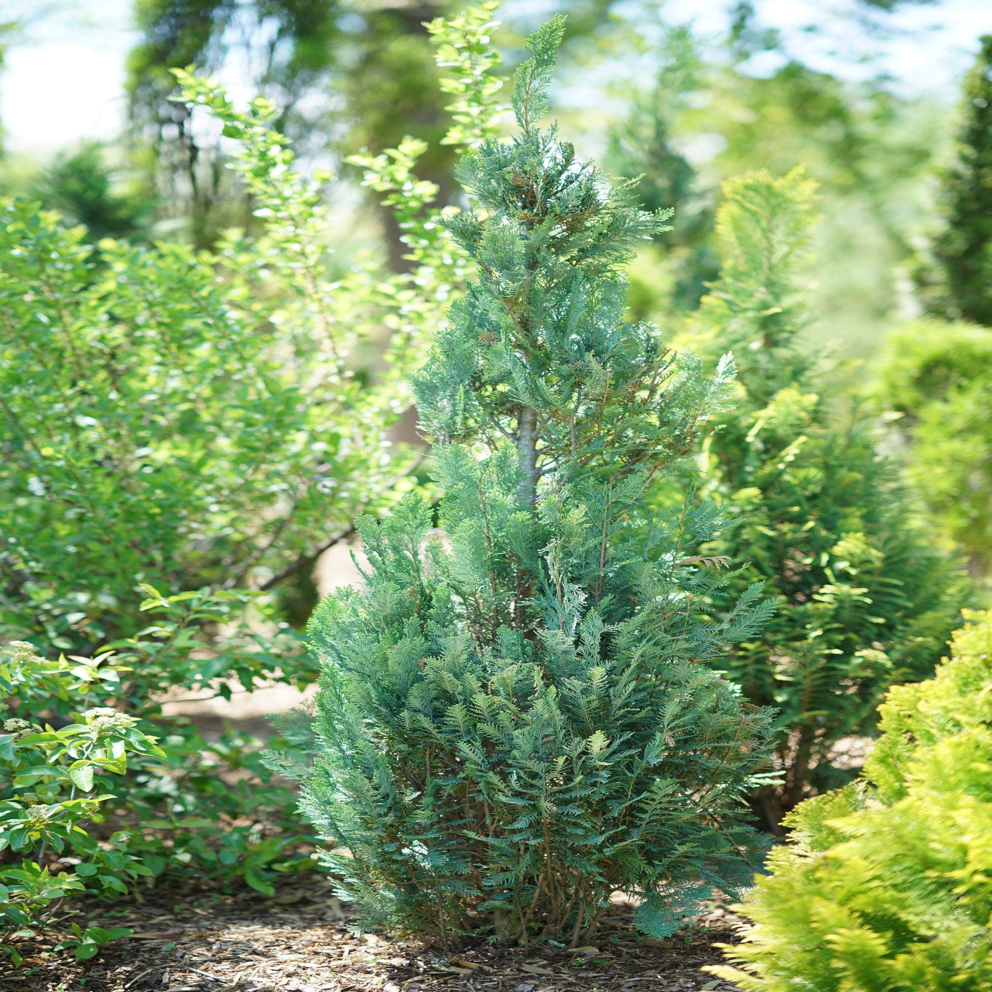 pinpoint blue false cypress