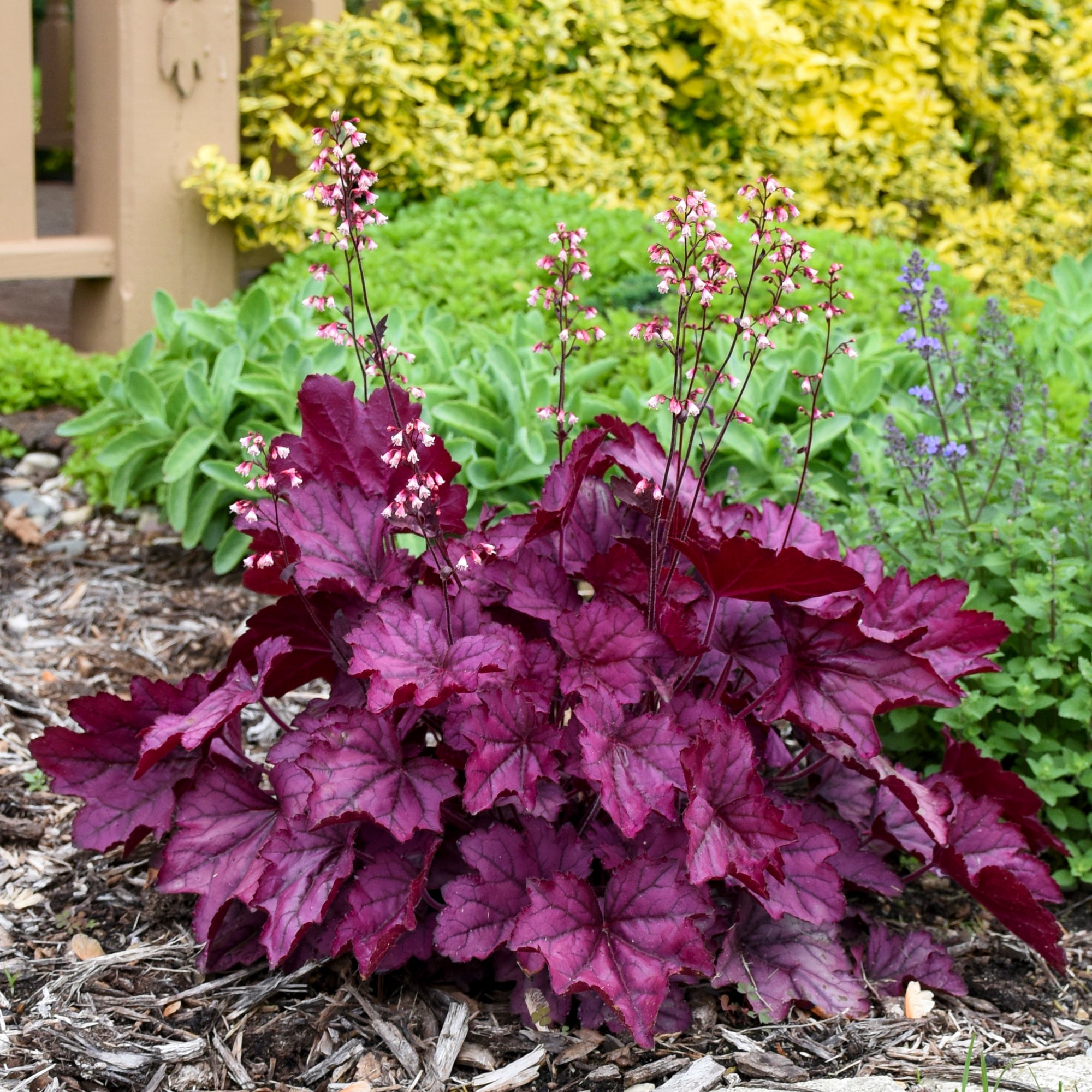 Proven Winners® Perennial PlantsHeuchera Primo 'Wild Rose' Coral