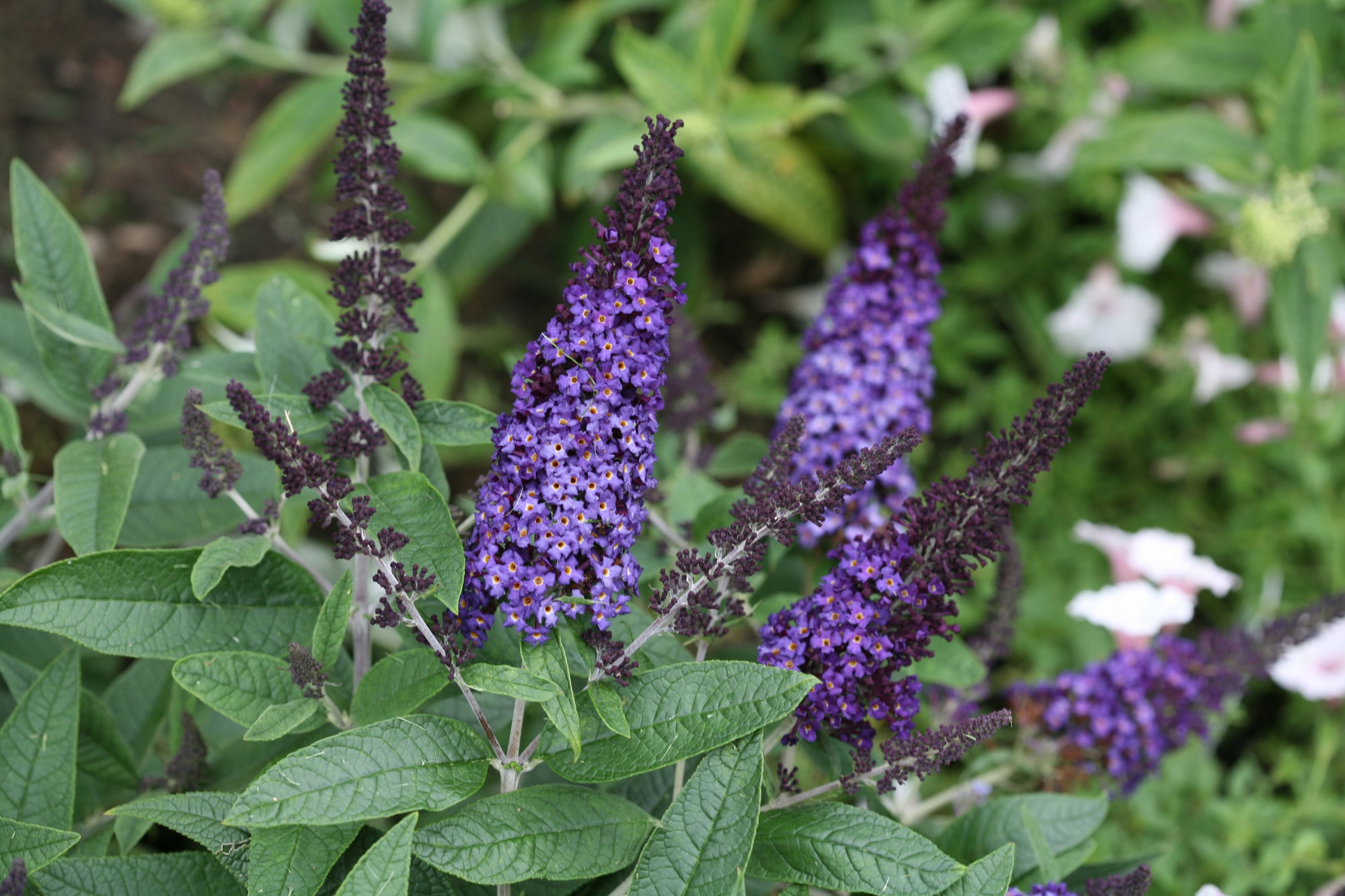 Proven Winners® Shrub Plantsbuddleia Pugster Blue Butterfly Bush Proven Winners Direct