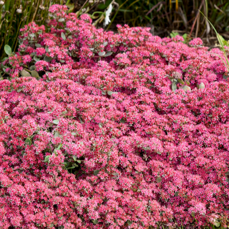 Rock 'N Grow® Midnight Velvet - Stonecrop - Sedum hybrid