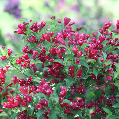 SONIC BLOOM® Pure Pink Weigela - Garden Crossings