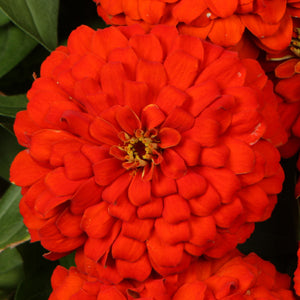 Proven Winners® Annual Plants|Zinnia - Sweet Tooth Licorice - Proven ...