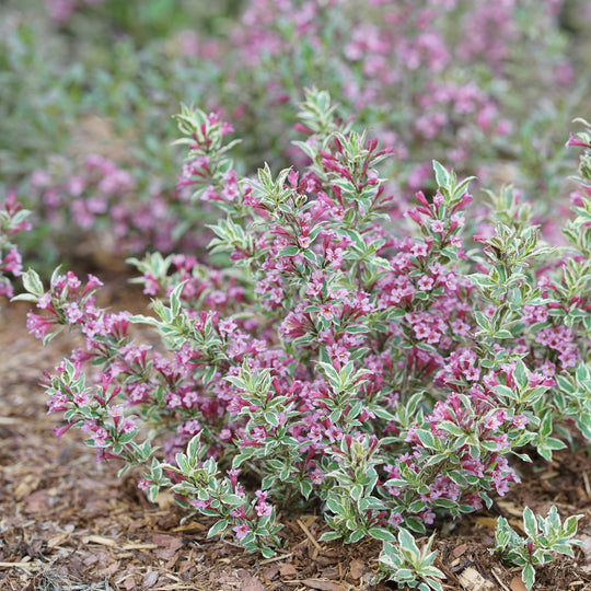 Sonic Bloom® Pure Pink Weigela - My Proven Winners ColorChoices